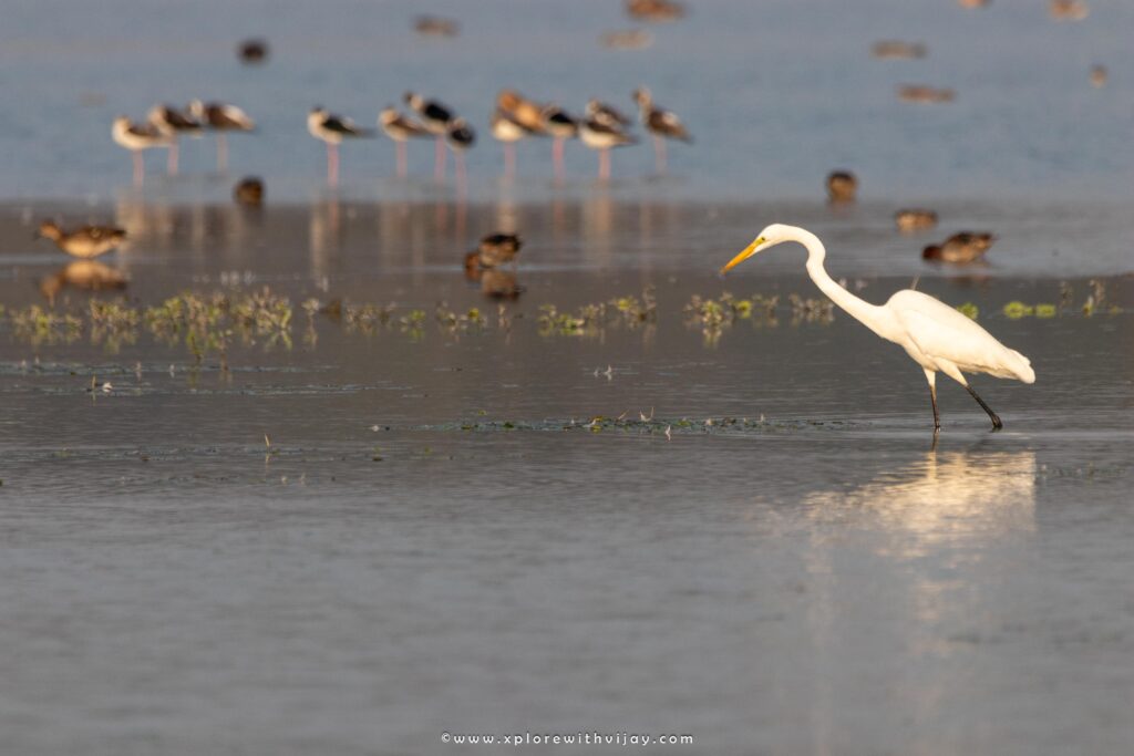 Great Egret foraging for food