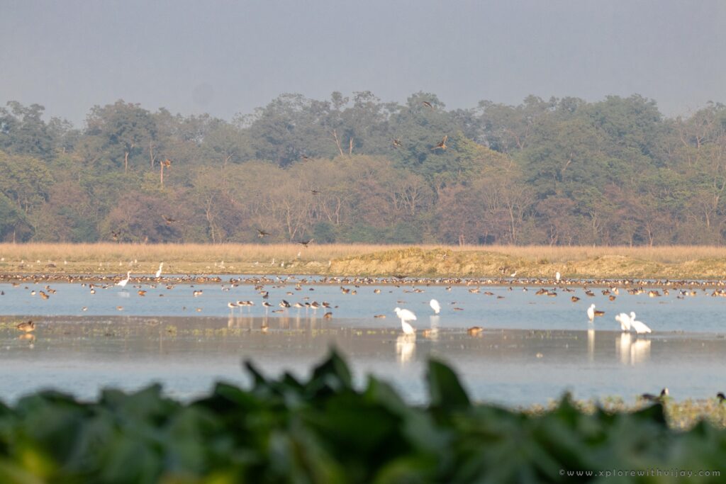 Rich Biodiversity of Pobitora Wildlife Sanctuary