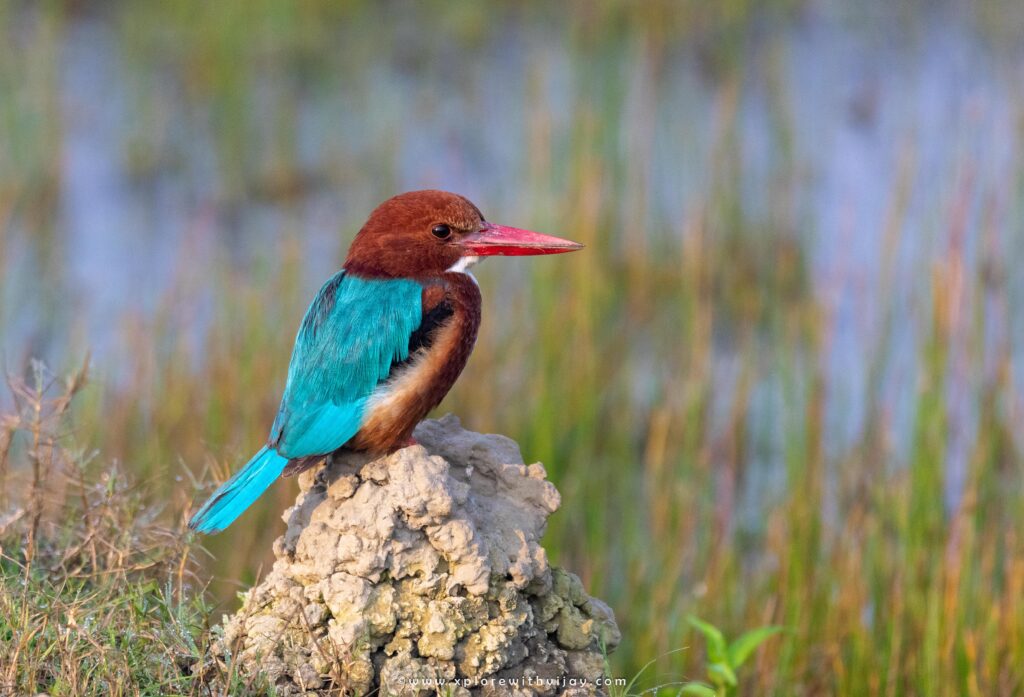 White-throated Kingfisher