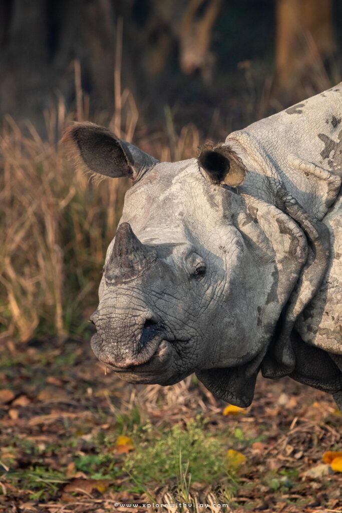 Up-close view of Indian One-Horned Rhinoceros