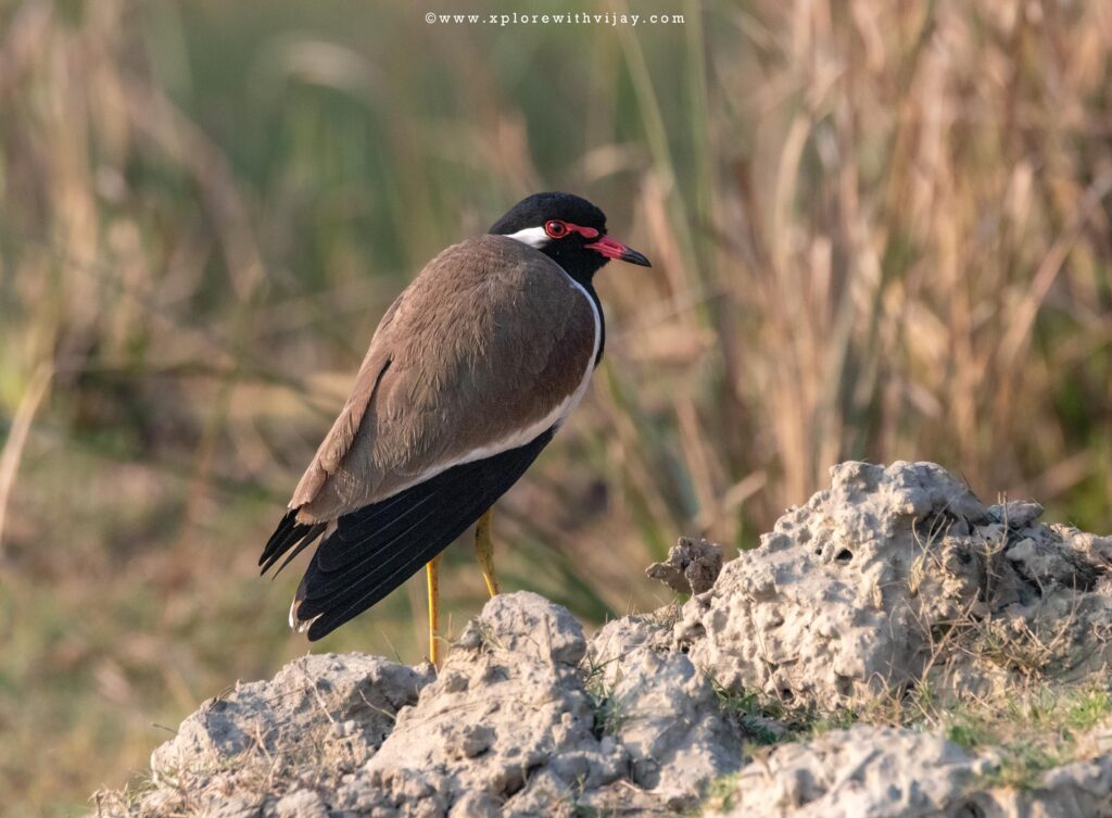 Red-wattled Lapwing