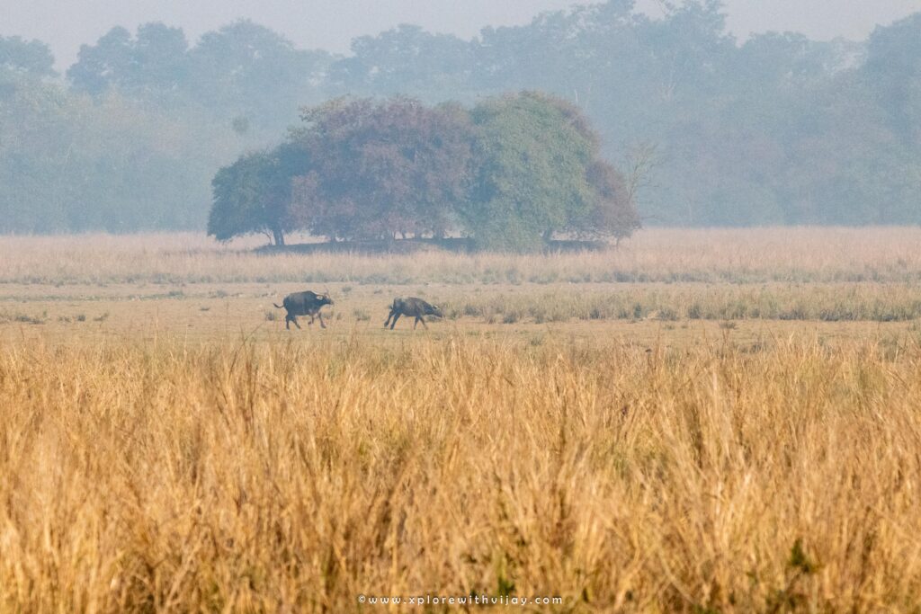 Wild Buffaloes