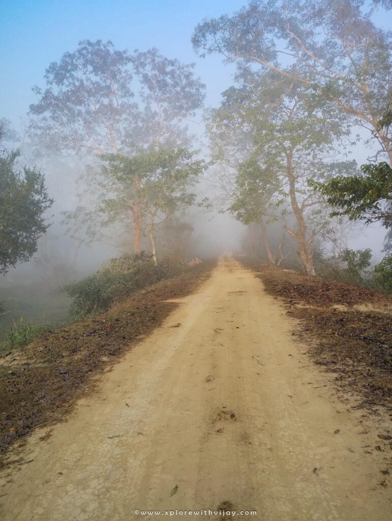 Magnificent View of Misty Paths of Pobitora