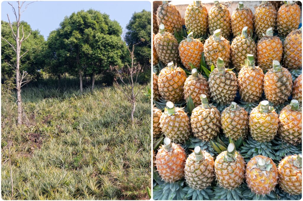 Meghalaya's Pineapple Wealth